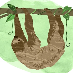 Uanu (Two Toed Sloth)