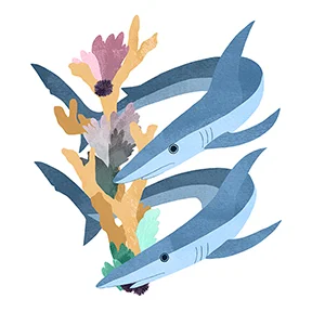 Blue Shark