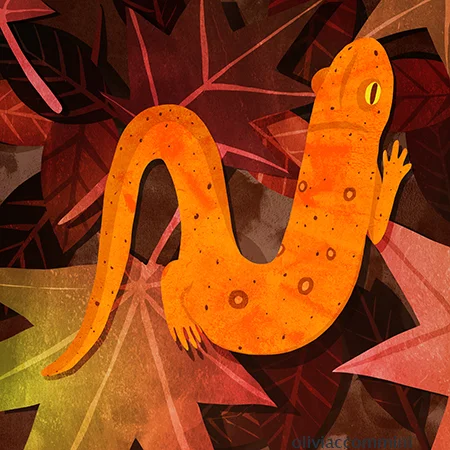 Newt