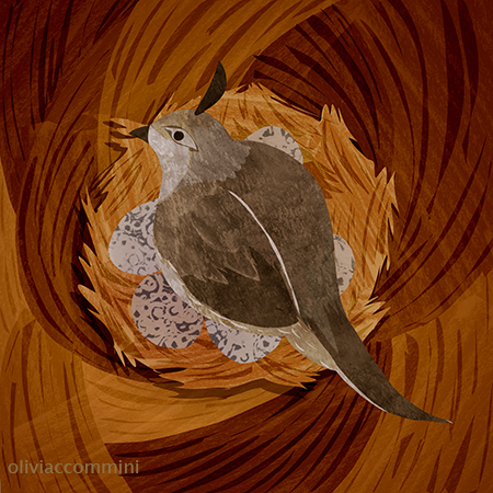 Quail