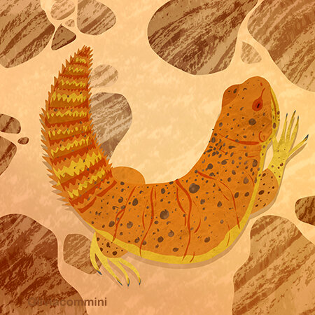 Uromastyx