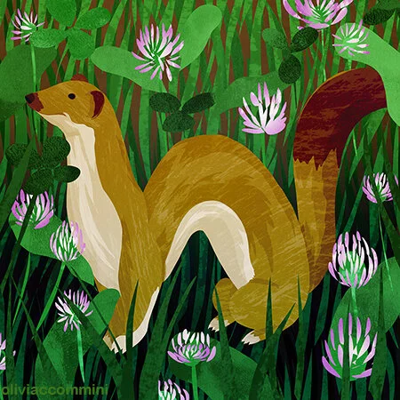 Weasel