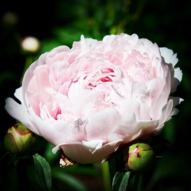 @kristen_anne_ &lsquo;s peonies have been in bloom the last few days.  A bright spot given the recent state of the world.