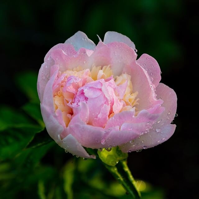 Another one of @kristen_anne_ &lsquo;s peonies with some morning dew.