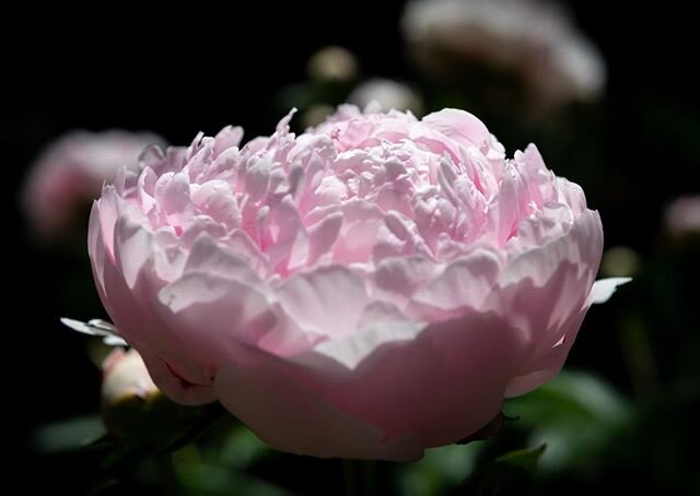 Another set from @kristen_anne_ &lsquo;s peonies. Glad we had good weather last weekend when they were blooming!