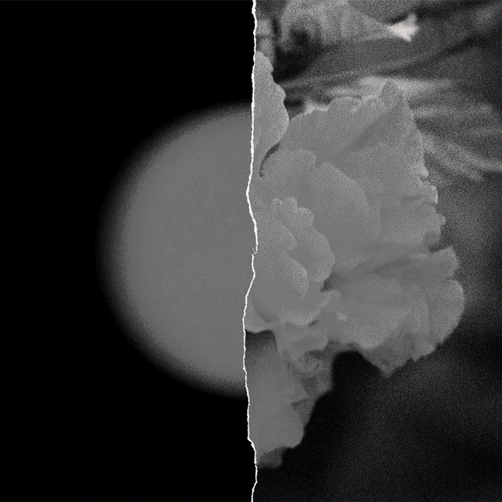 sun+flower_3.gif