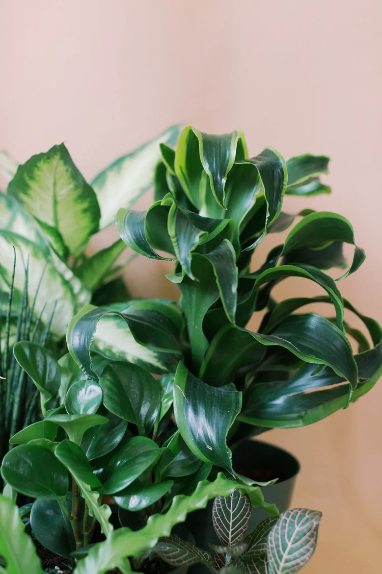 palm tree plant outdoor Phoenix roebelenii – Adplants