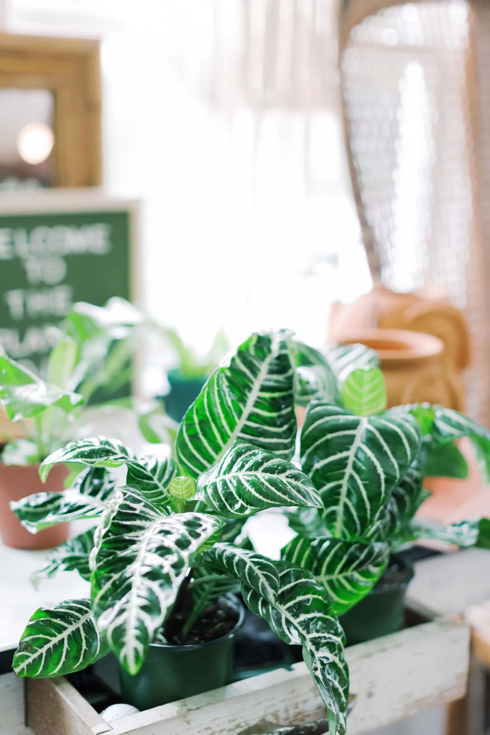 イマン　パンジー Zebra Plant “Herman” — The Iman Project