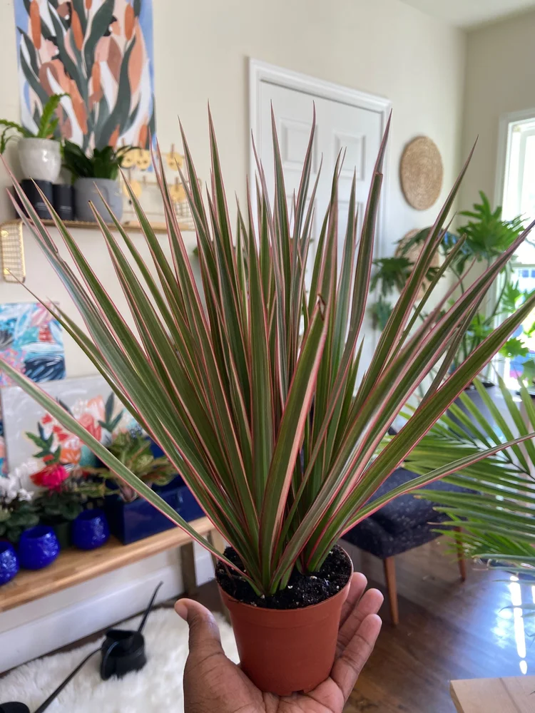Dracaena Marginata Colorama  The Iman Project