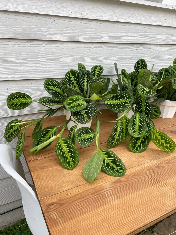 6” Lemon Lime Maranta- Prayer Plant — The Iman Project