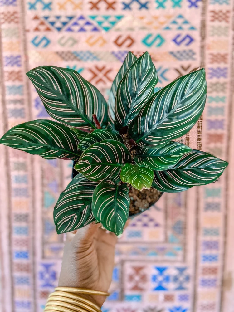 6 Pinstripe Prayer Plant  The Iman Project