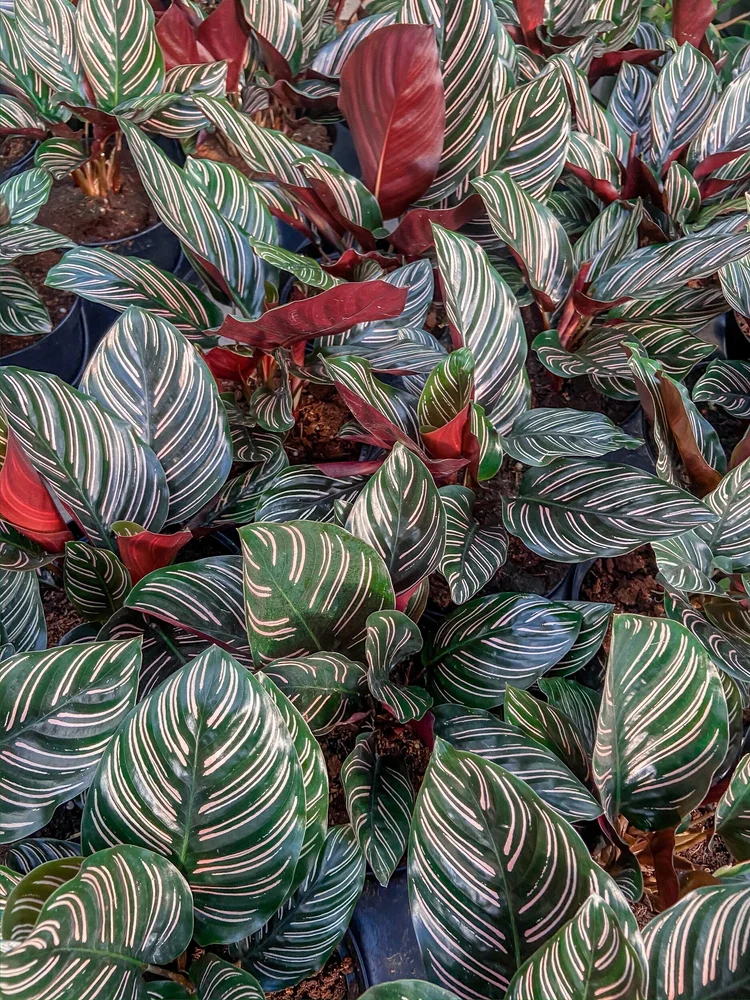 snake plant black gold Sansevieria trifasciata Black Gold Broad Leaf (snake plant) – Plant Material main image 1