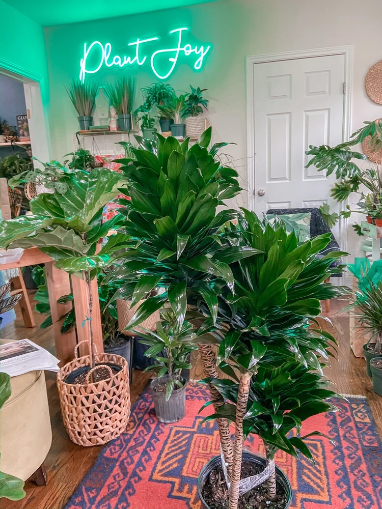 10 Dracaena Compacta  The Iman Project