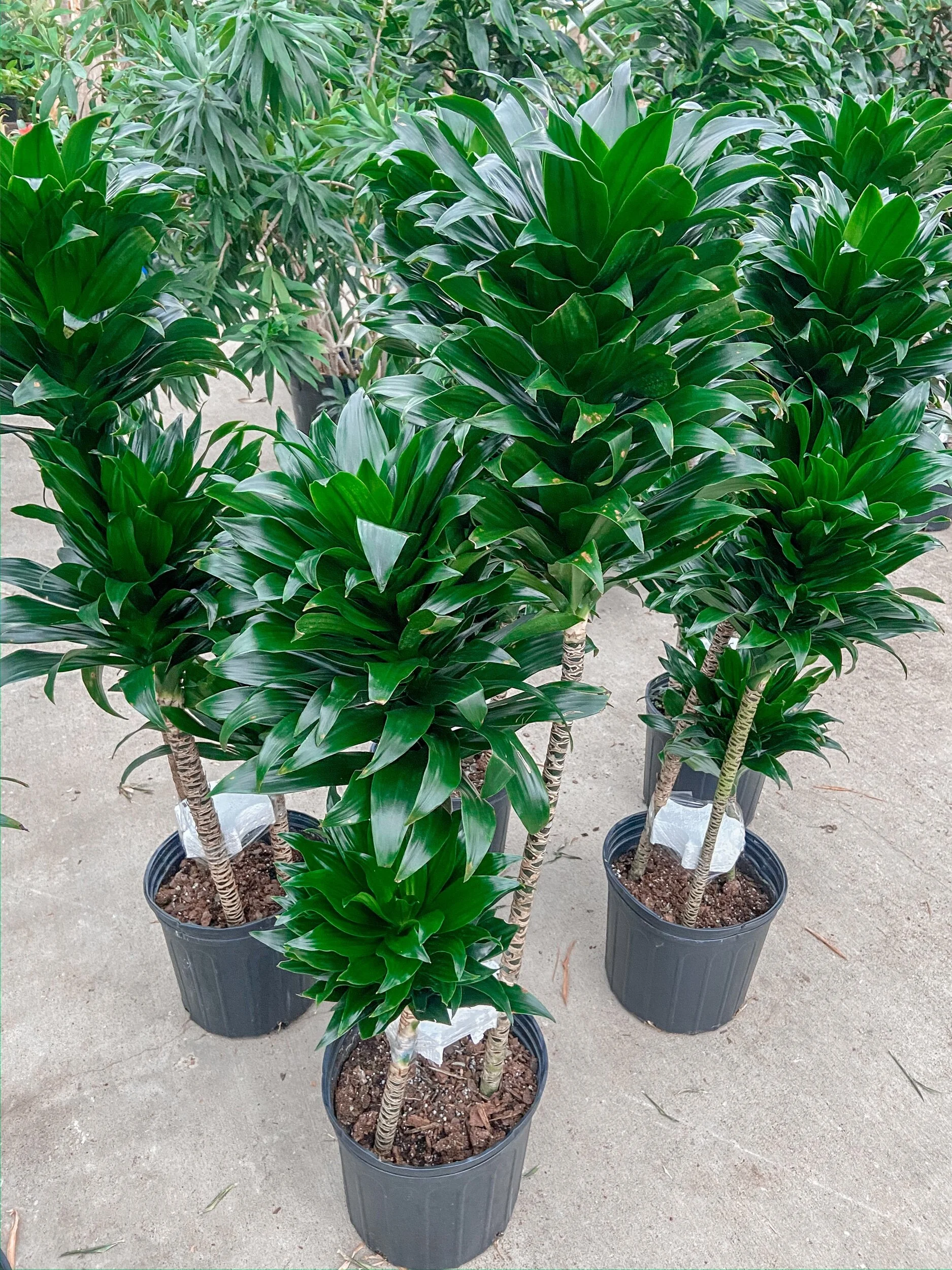 3A2B32B7-DF95-4F5C-B76F-0D6162BC9589