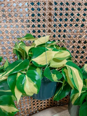 glad hands philodendron Philodendron pedatum 'Glad Hands' main image 0
