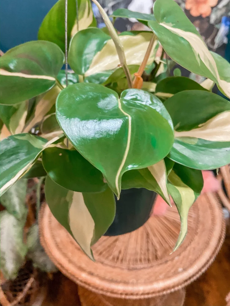 4" Philodendron Cordatum Brasil  The Iman Project