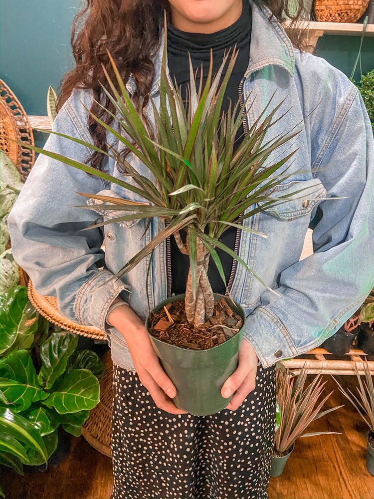 6 Marginata Braid  The Iman Project