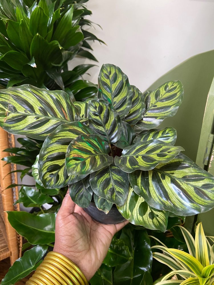 philodendron red imperial Philodendron 'Imperial Red' Variegated (wk19-UK)