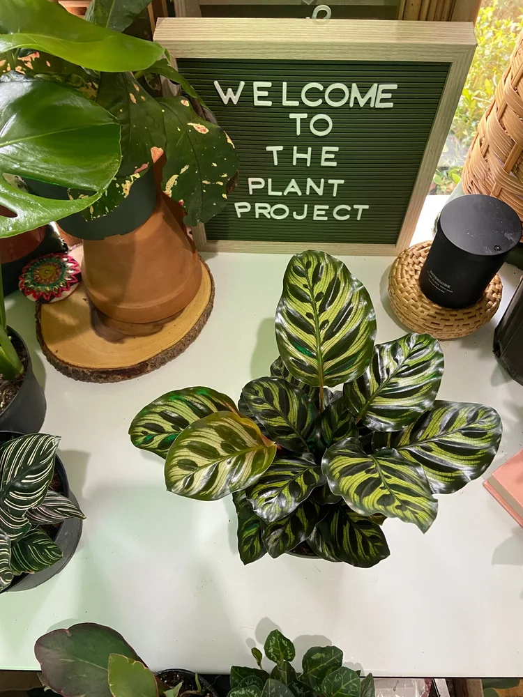 Peacock Prayer Plant  The Iman Project