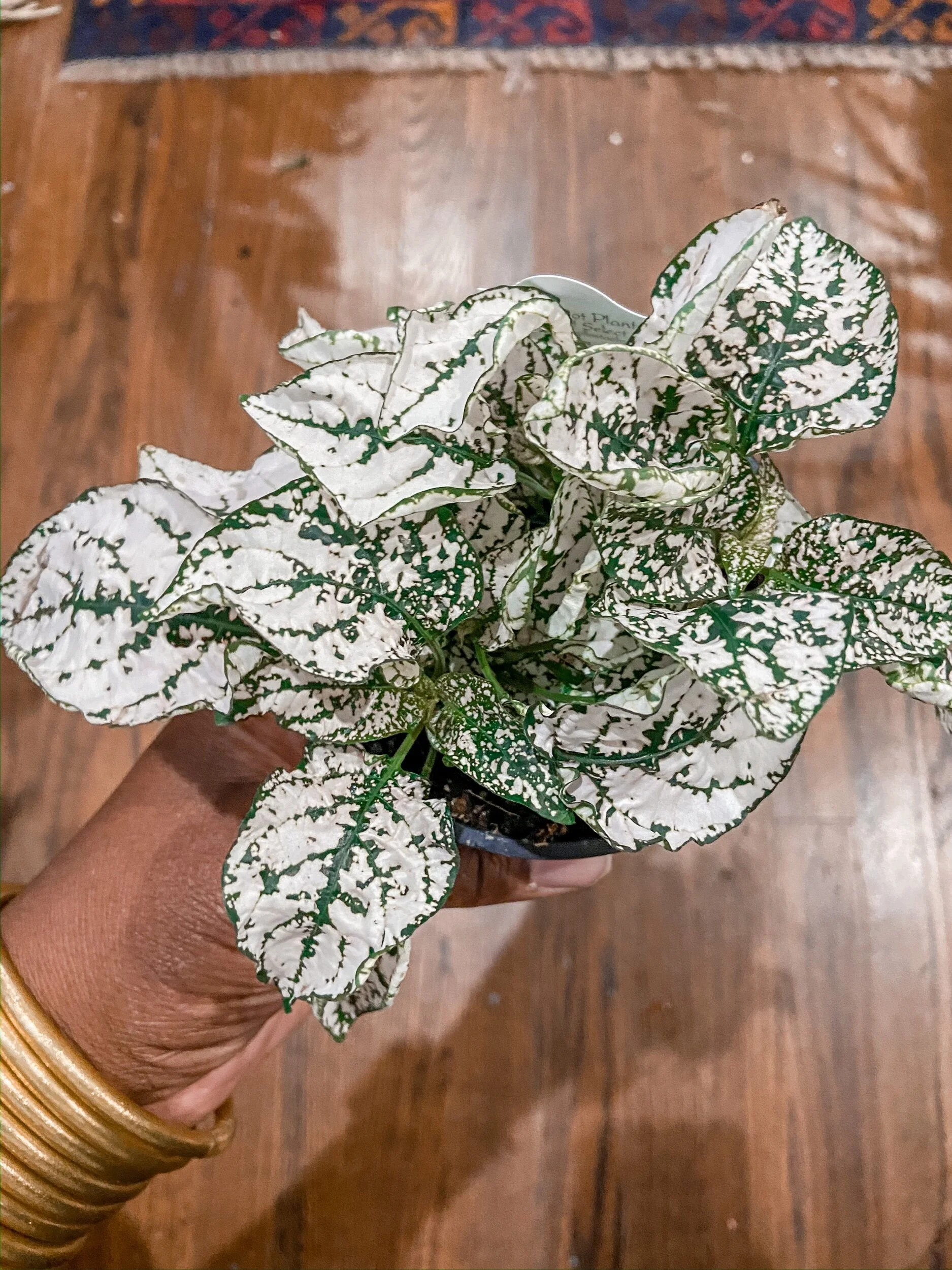 04887DDA-4533-47A2-AE65-624348F41795