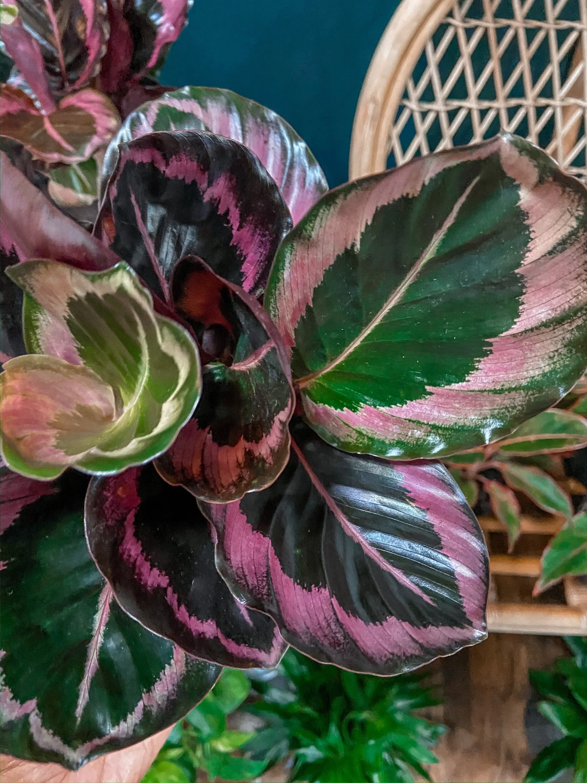 857E2E96-932A-4915-BA05-7B7ED28A396A