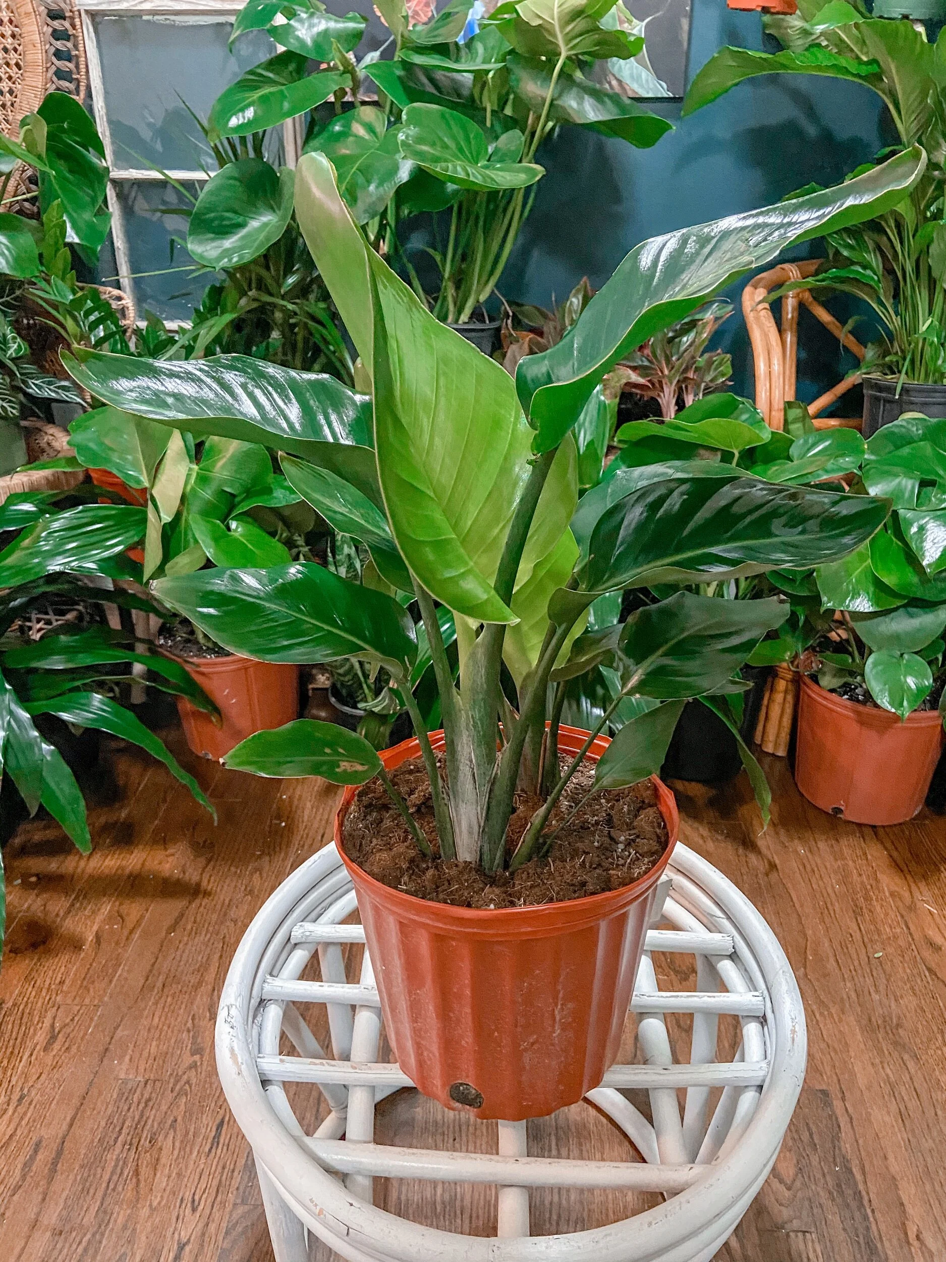 E37DFC7A-DAB0-4FCD-A72A-968B79091415