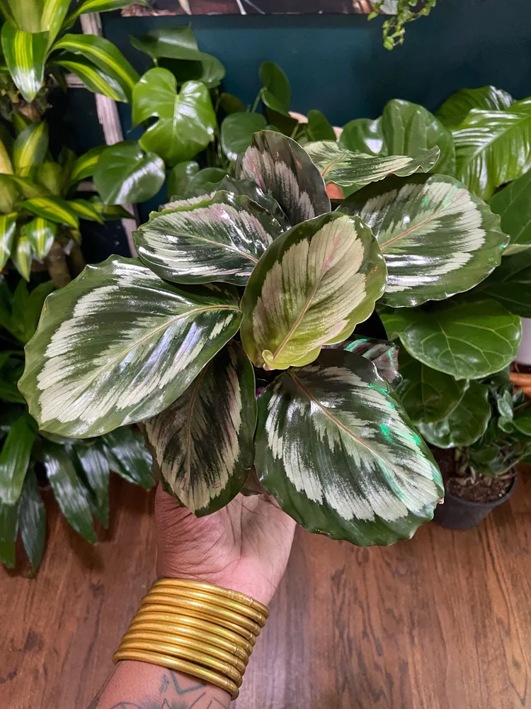 Corona Calathea (Prayer Plant)  The Iman Project