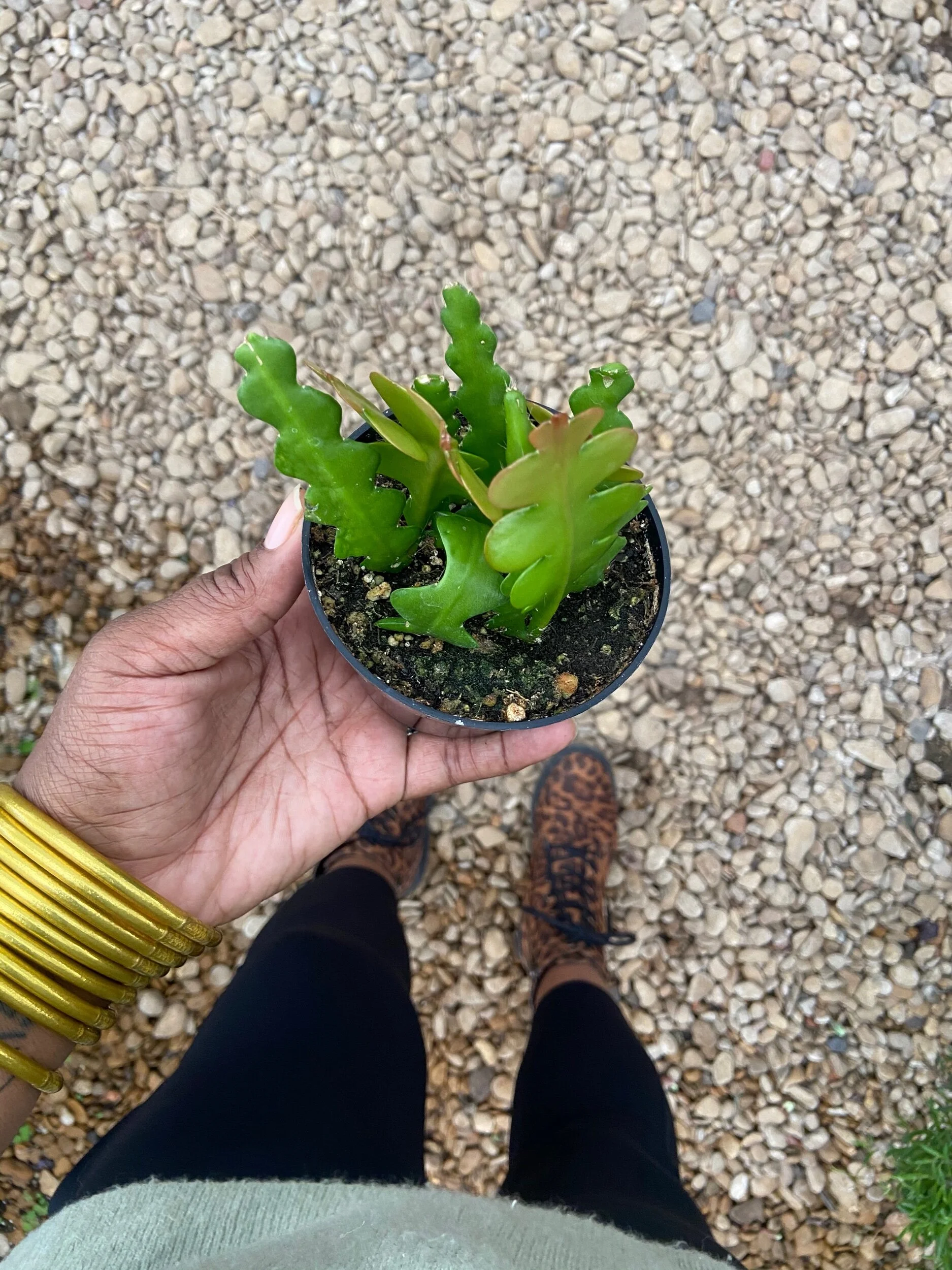 36DE2F28-6AC4-4E2C-B0AC-D9C784A55656