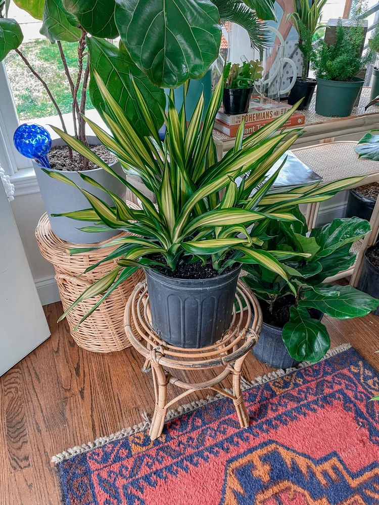 Rikki Dracaena  The Iman Project