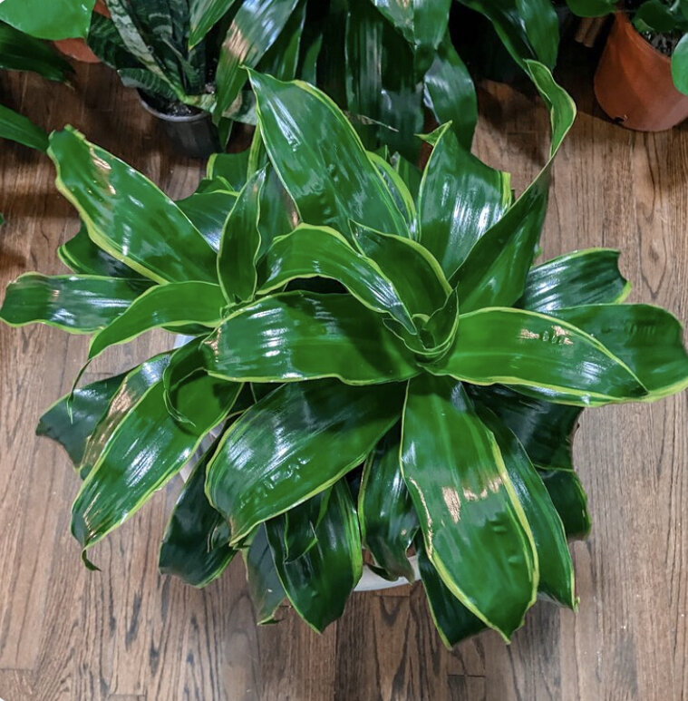 Dracaena Dorado Cane  The Iman Project