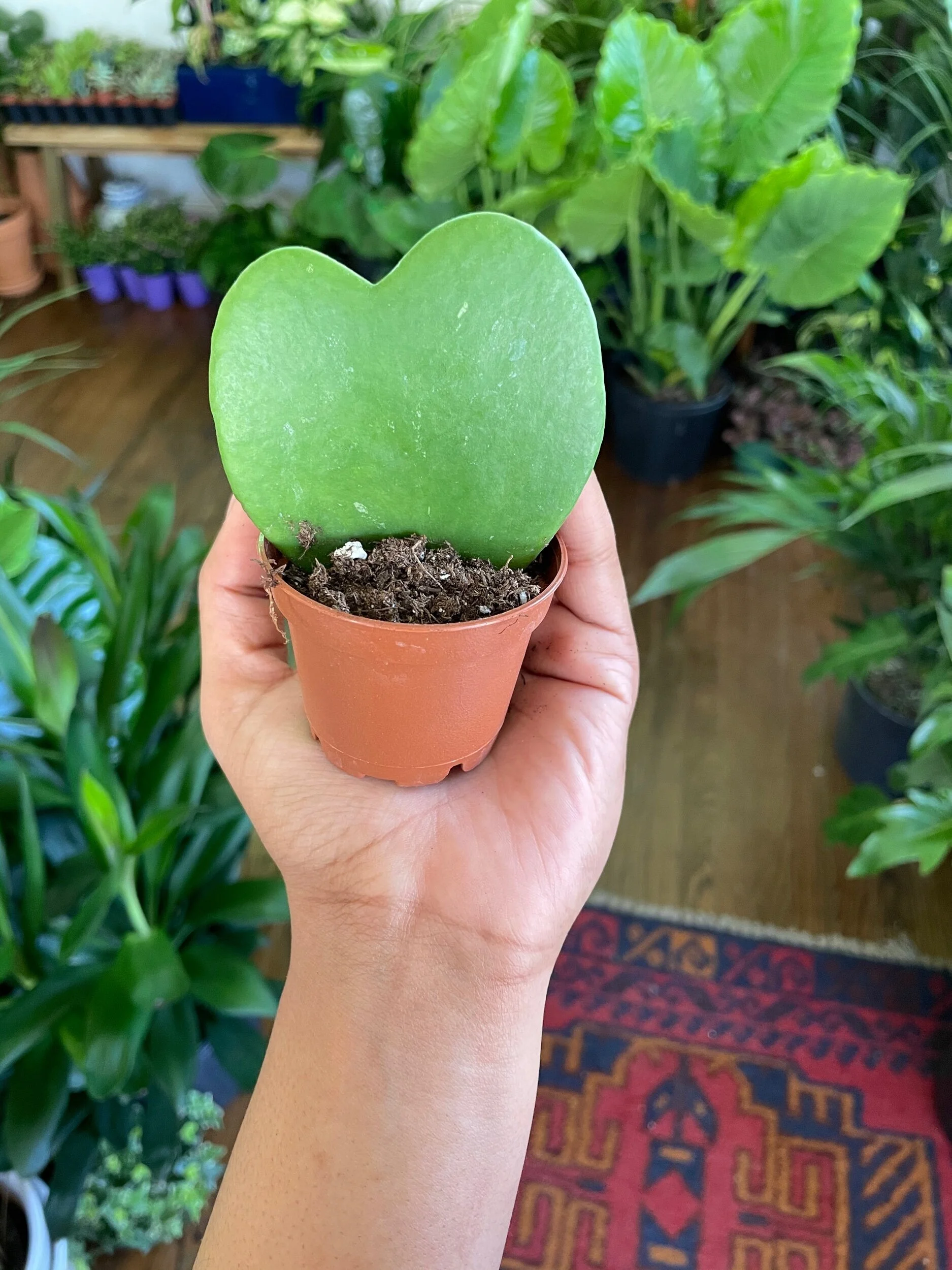 8CDEFF80-073C-4EB9-B8E7-BDC69298716B