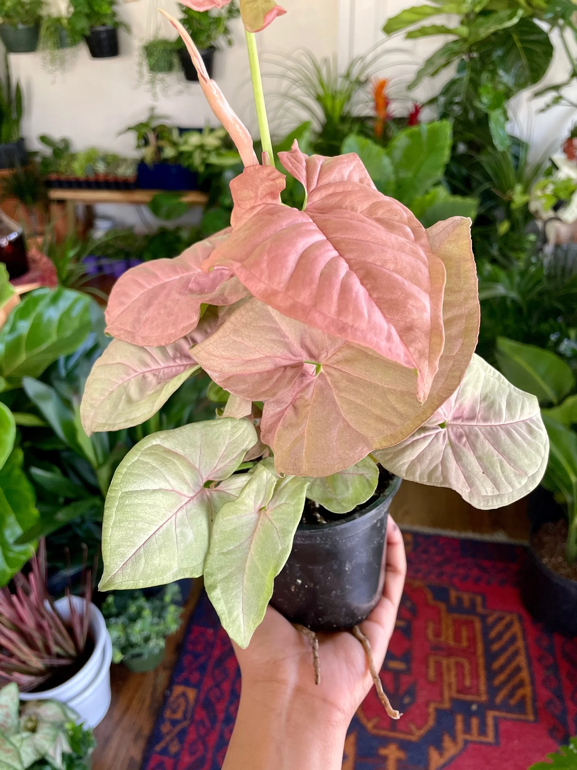 A8F78140-4B35-4830-8F76-3BAE7619F17C