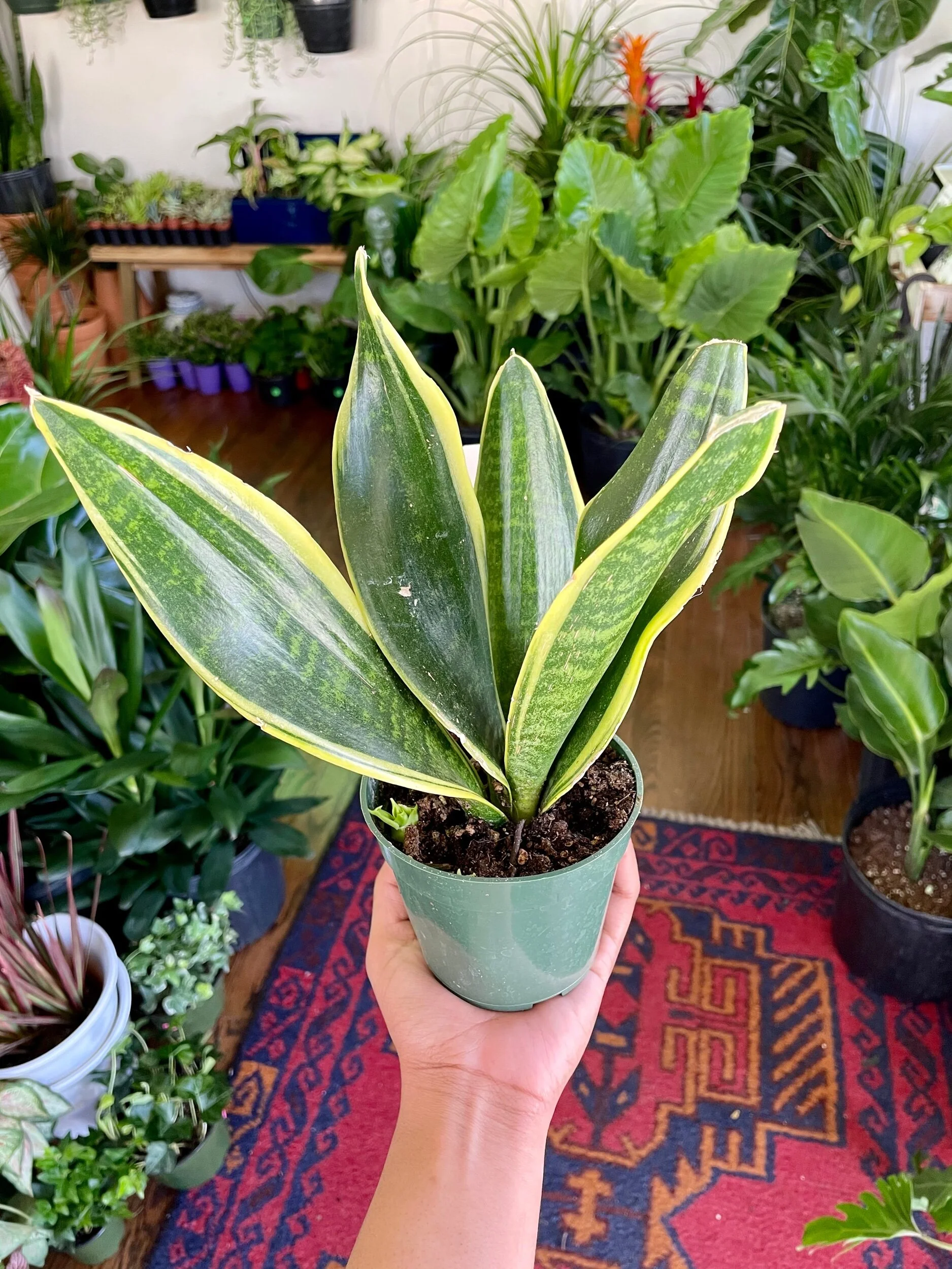 F22EB1AE-CD8B-417A-9240-645000095522