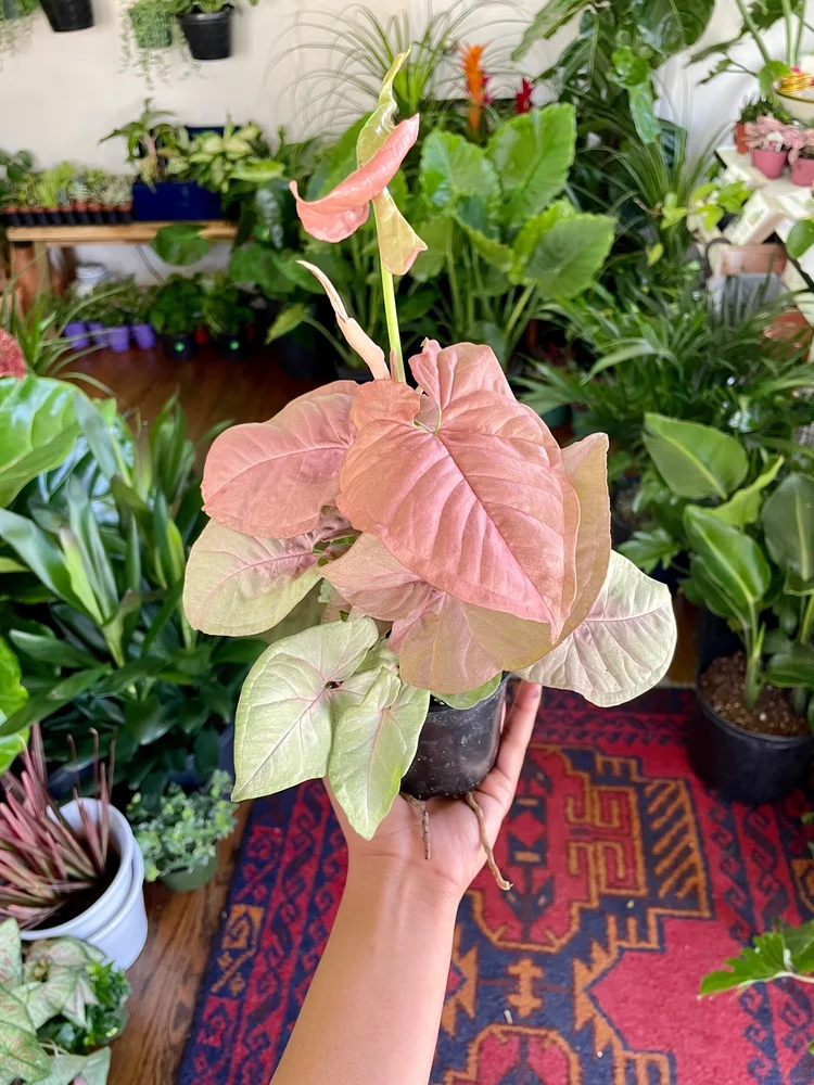 4 Syngonium 'Arrowhead Vine'  The Iman Project