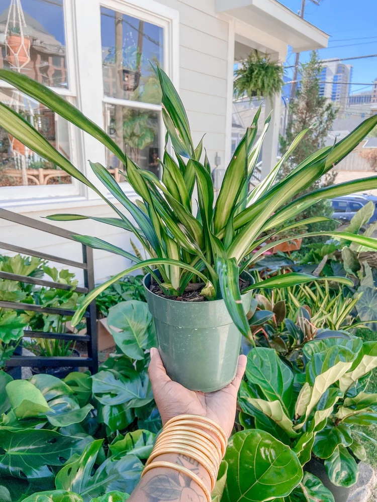 Rikki Dracaena  The Iman Project