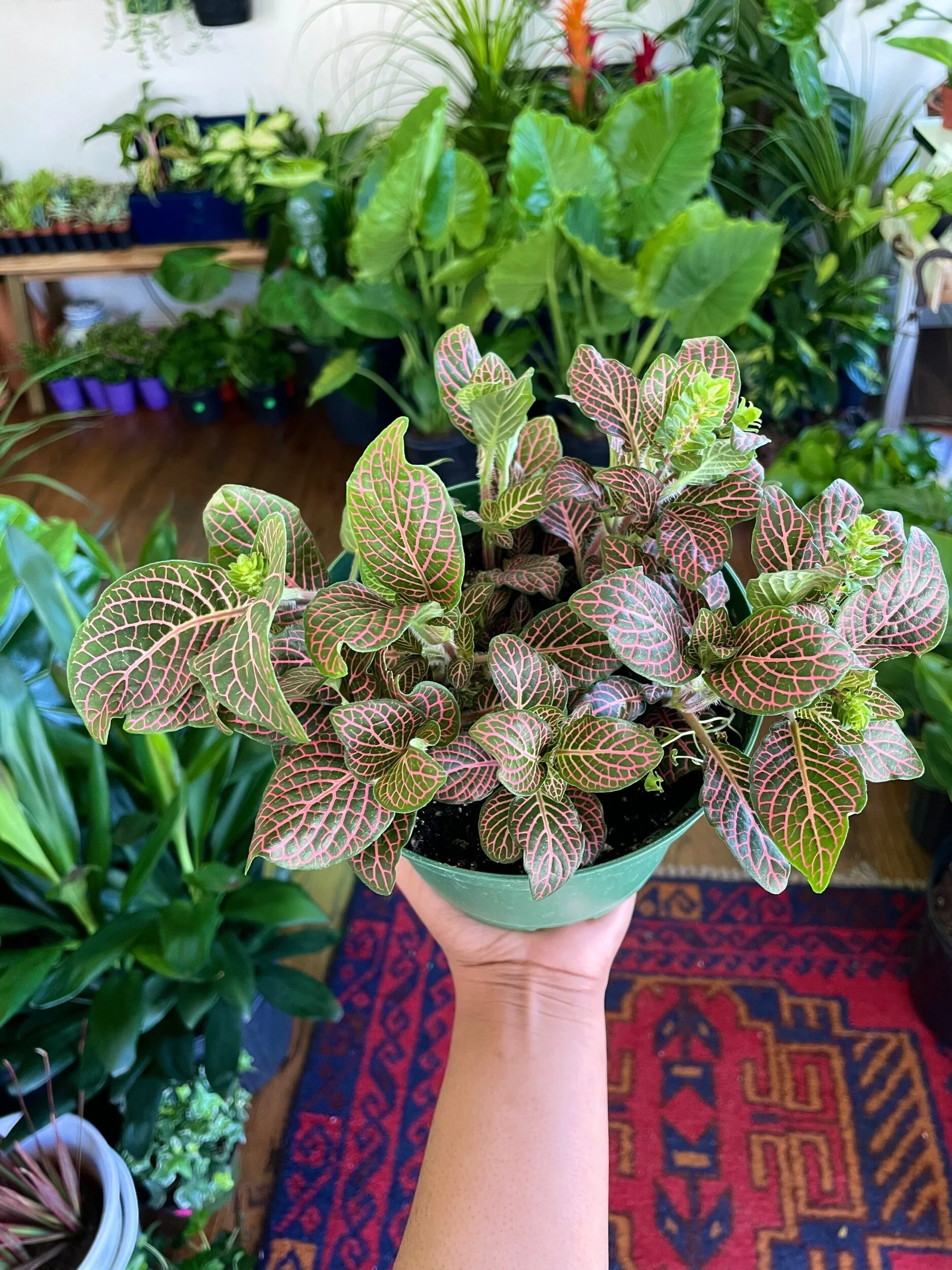 9048DAD7-DCFA-46B5-A91A-1EBD333D6CBB