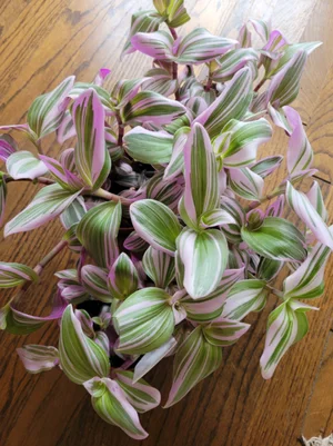4” Tradescantia Bubblegum Lilac — The Iman Project
