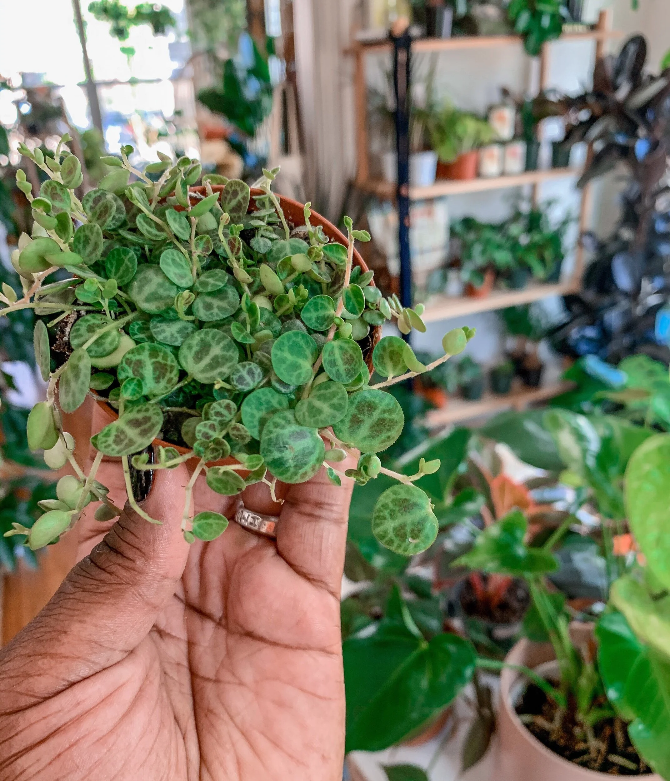 7806BA3B-9086-4A40-A1A9-4F4D63743A93