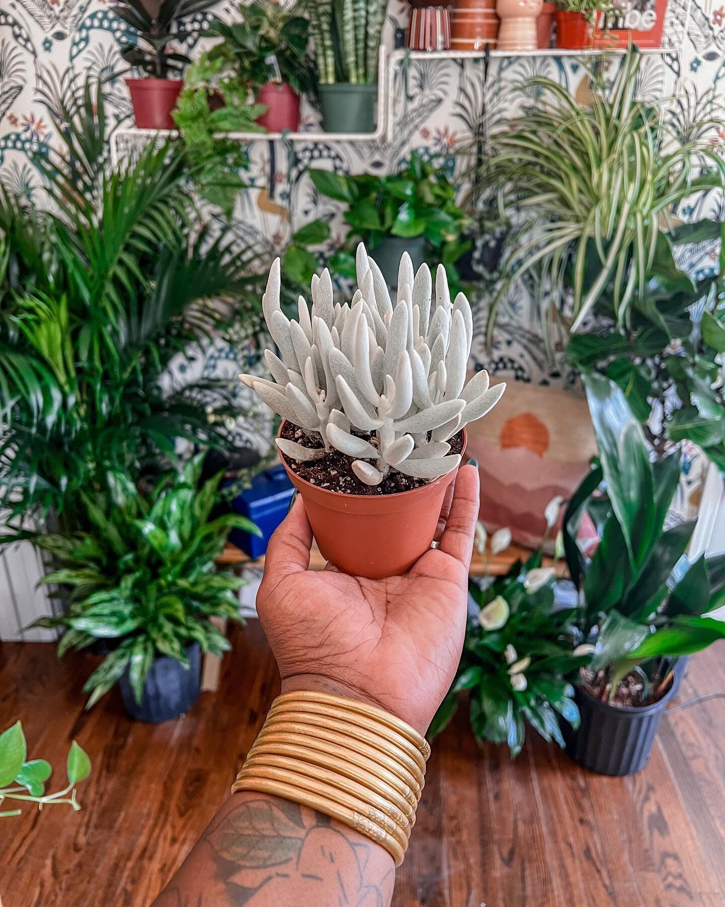 So this little guy is giving us the definition small&hellip;.but mighty. 

Two words🌱

Woolly Senecio. 
He is currently at our Dallas location&hellip;.should he come to the &ldquo;H&rdquo;

📍2310 Routh Street Dallas Tx
📍2308 Routh Street Dallas Tx