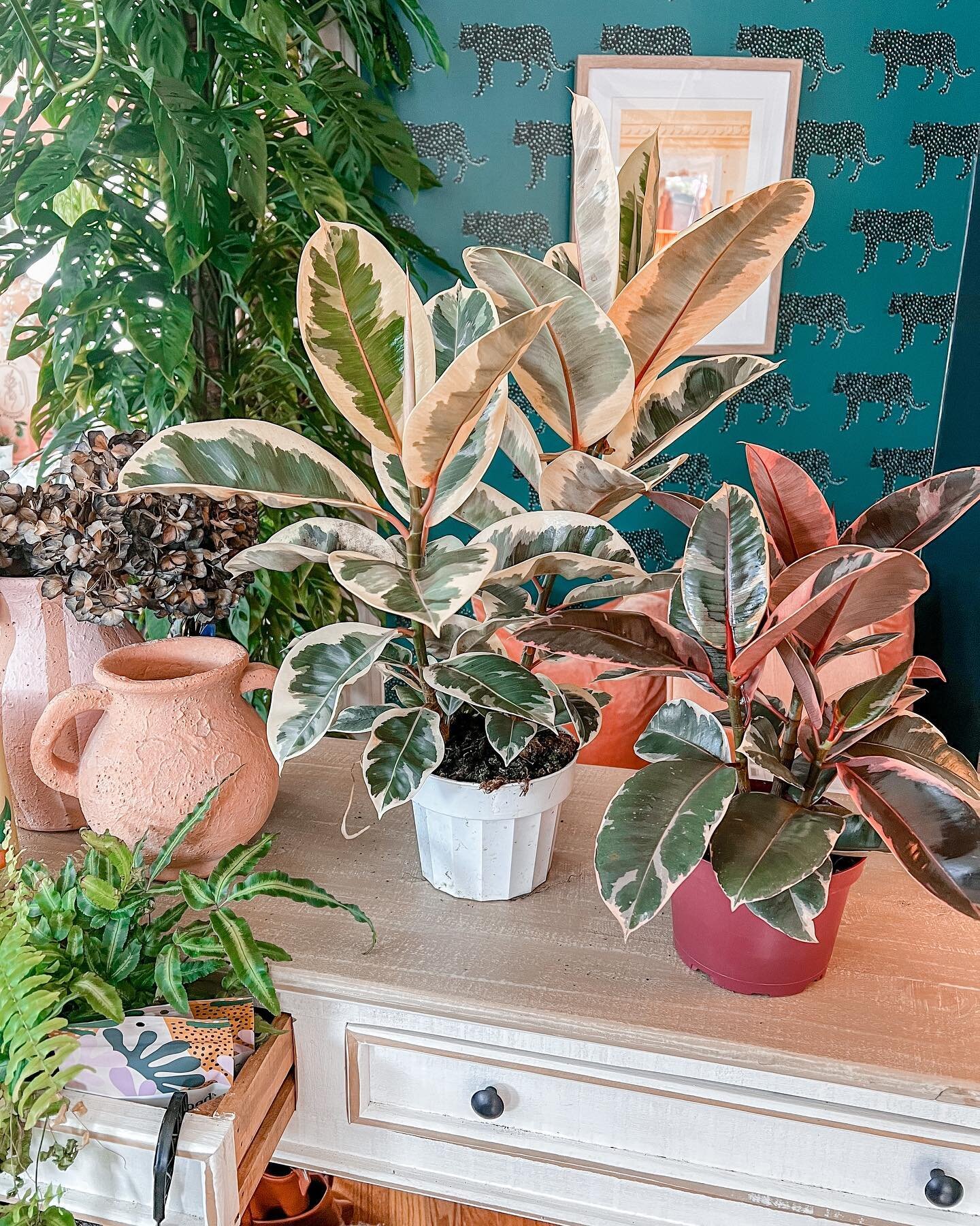 His &amp; Hers&hellip;.. sorry not sorry we are obsessed with these beauties. We are also given a reminder 
#PlantJoy comes in every size. 

The Ficus elastica &rsquo;Tineke&rsquo; &ndash; or variegated rubber tree &ndash; is a popular variety of fic