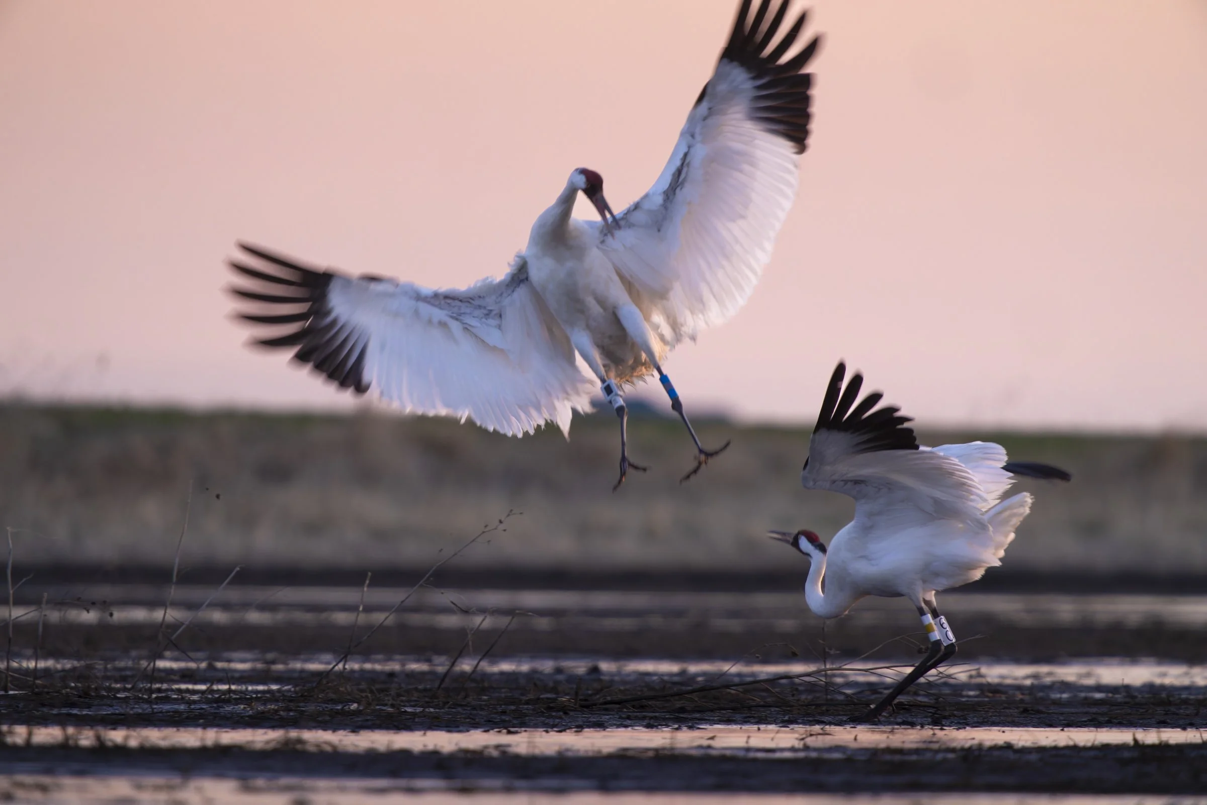 Festival of the Cranes