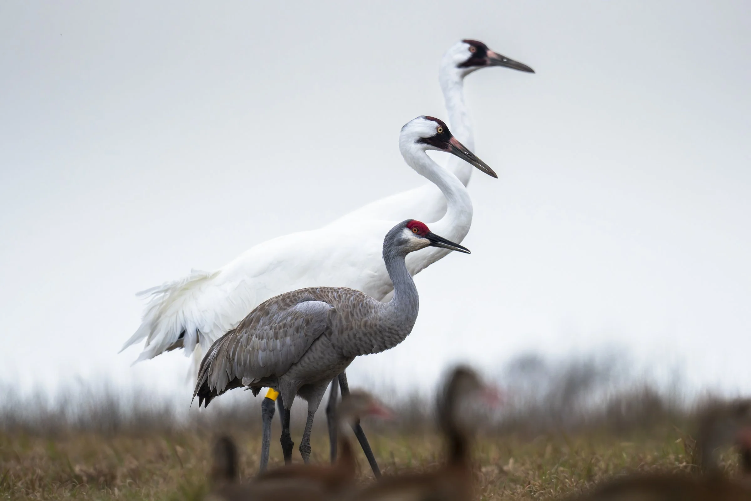 Tri-State Birding Conference