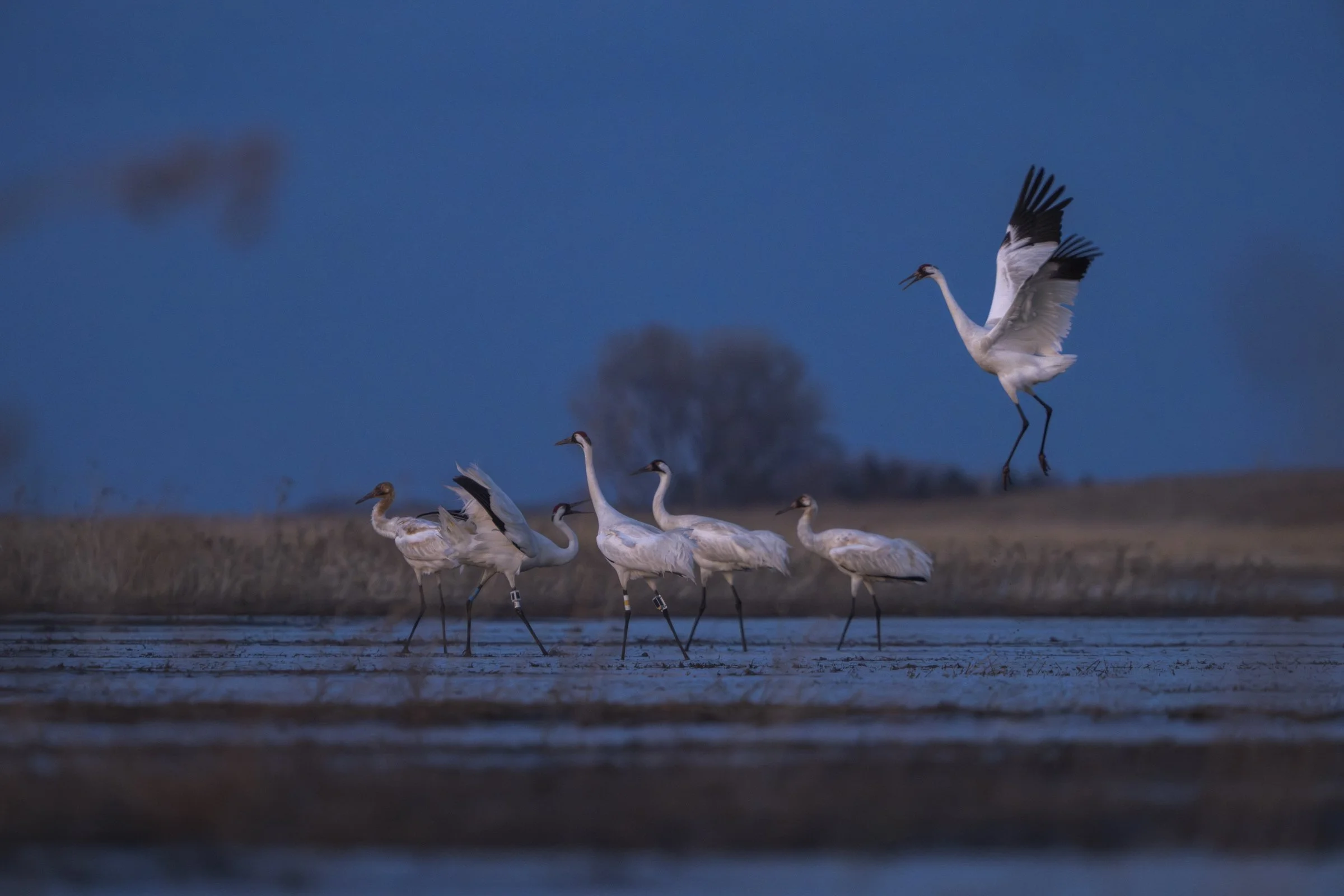 National Conference on Ecosystem Restoration