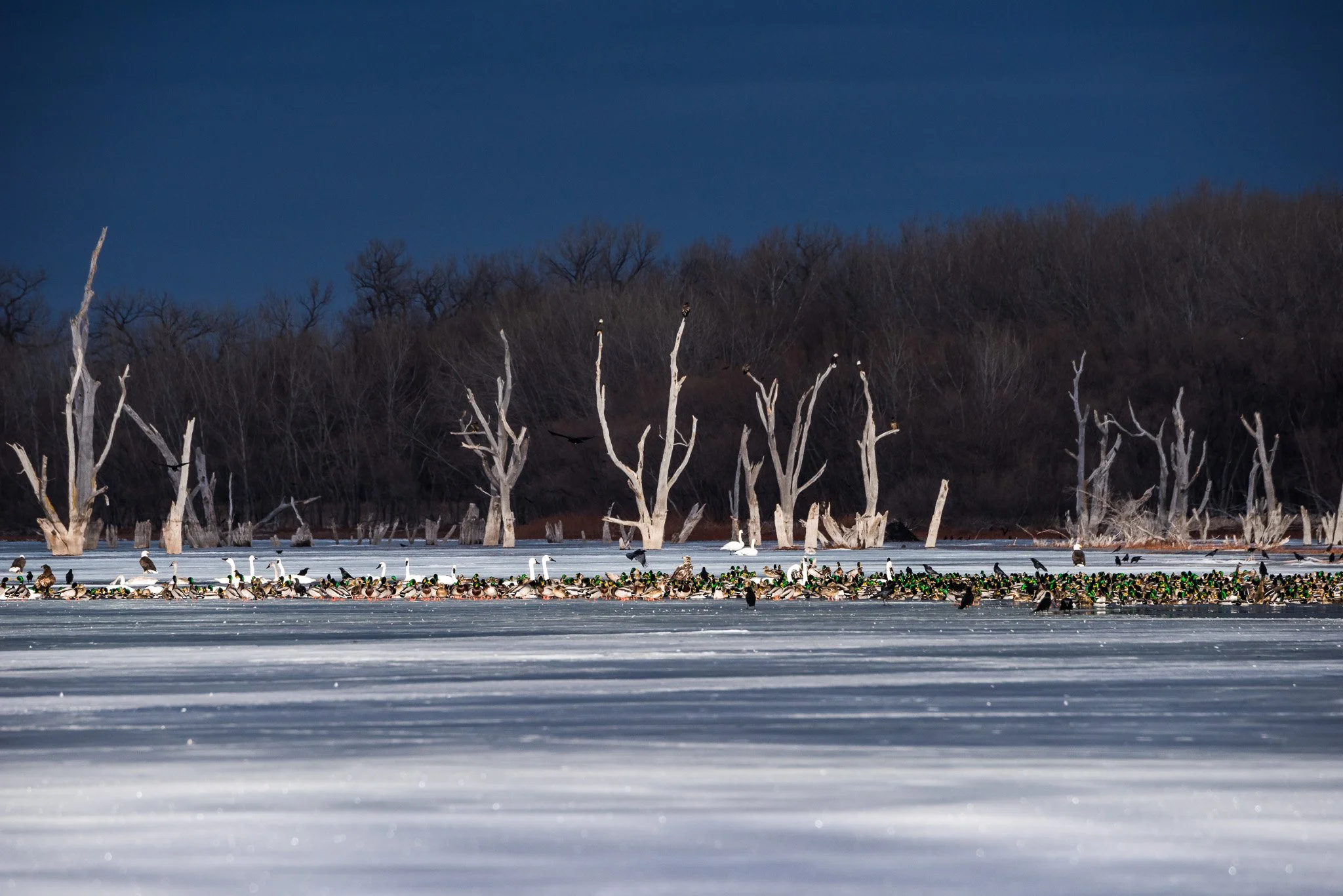 756 Winter Wings