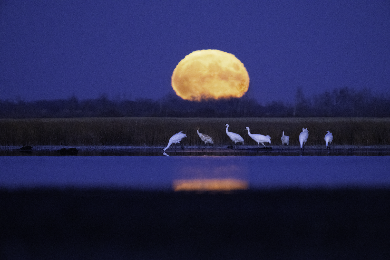 Nancy Armitage Wildlife Lecture Series 