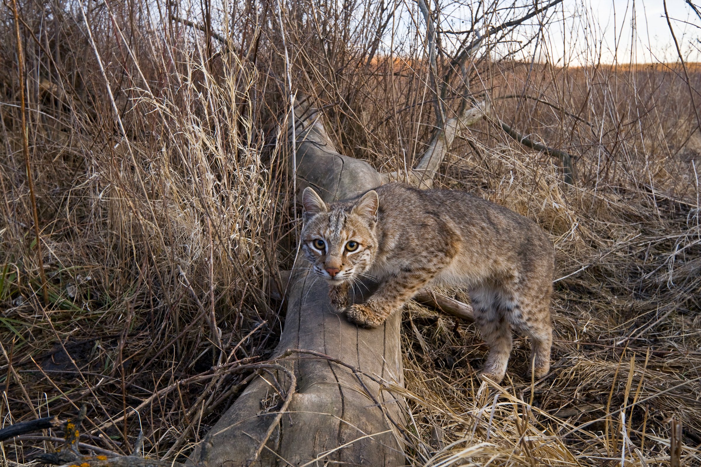 BOBCAT_161-741 master 3-17-09.jpg