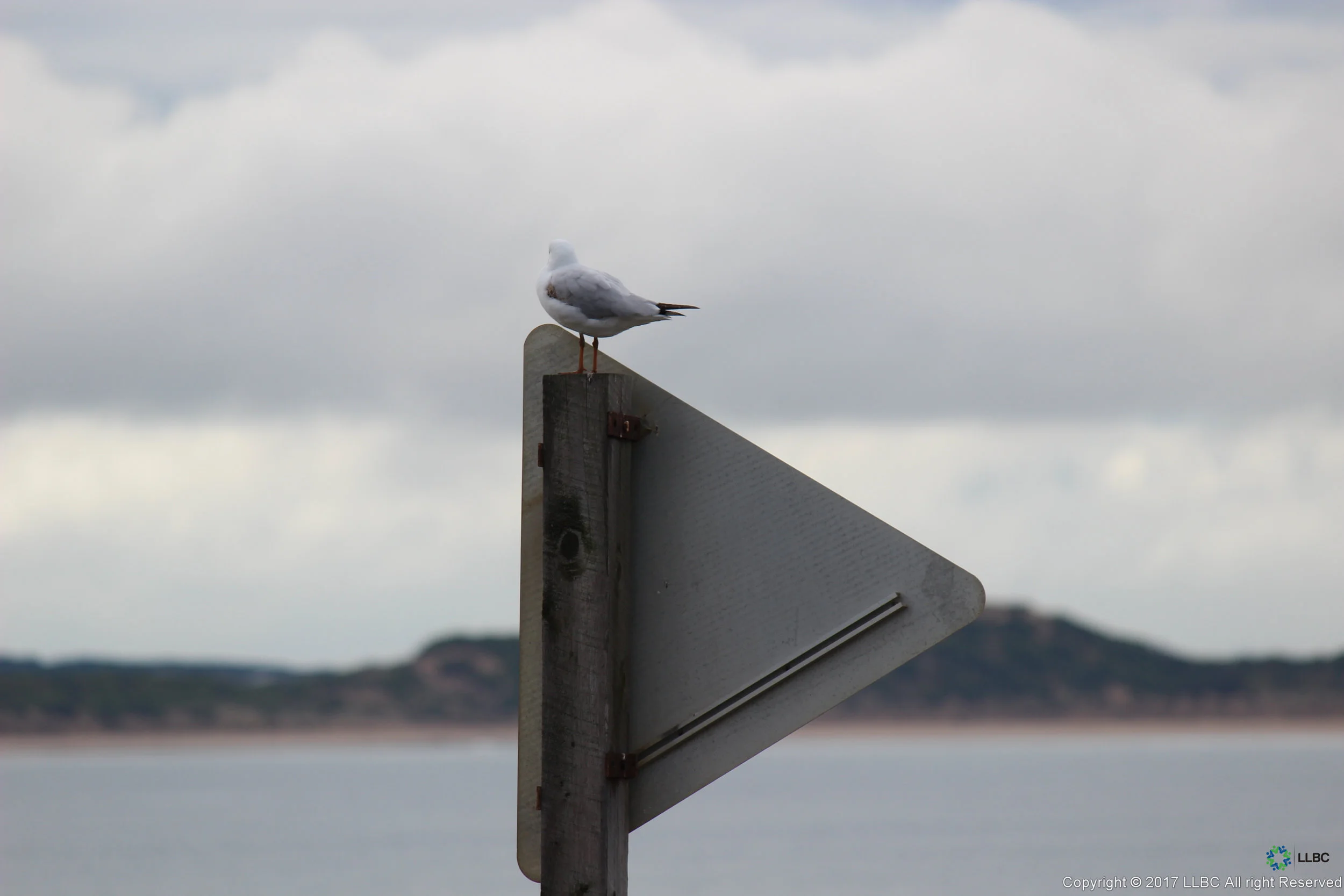Sign from Behind - Bird.jpg