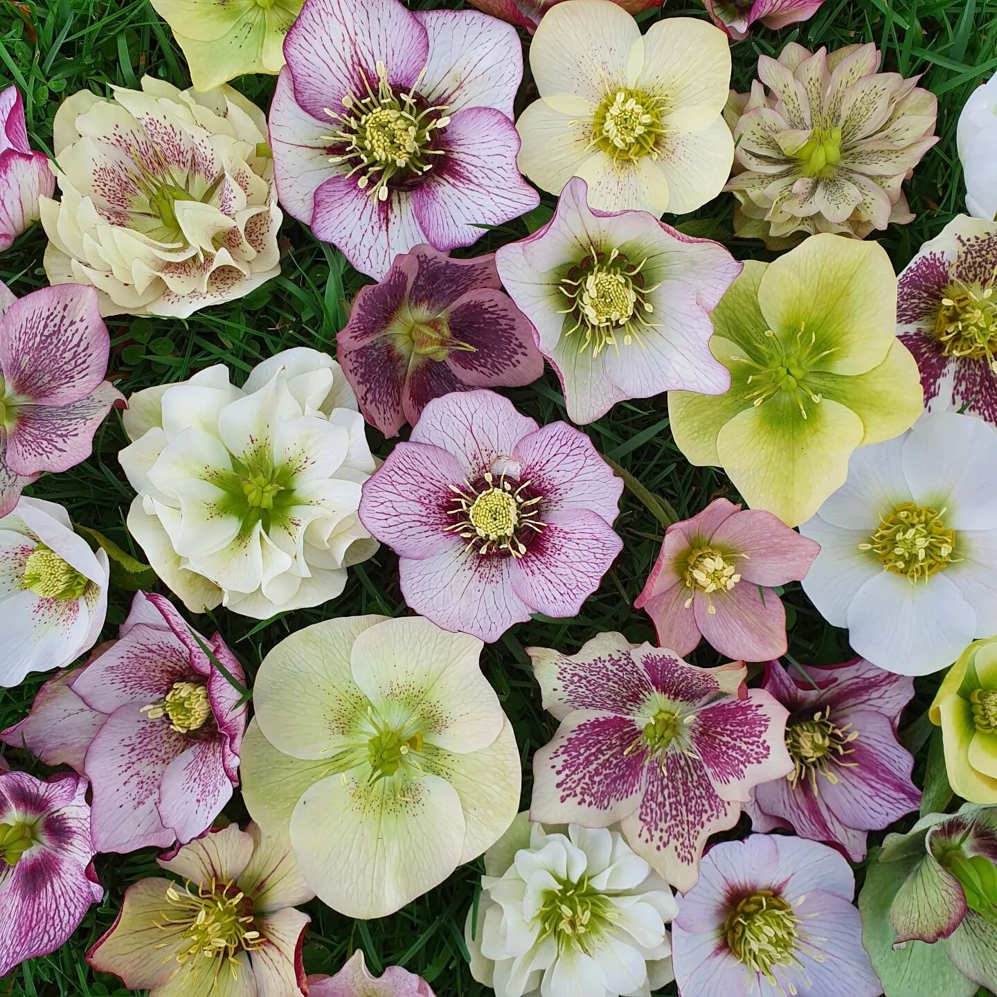 Hellebore season in the garden. I'm constantly delighted with the myriad of patterns, forms and colours that evolve in these through the generations.

#mggardens #gardensofinstagram #gardendesign #landscapedesign #plantingdesign #helleborus
