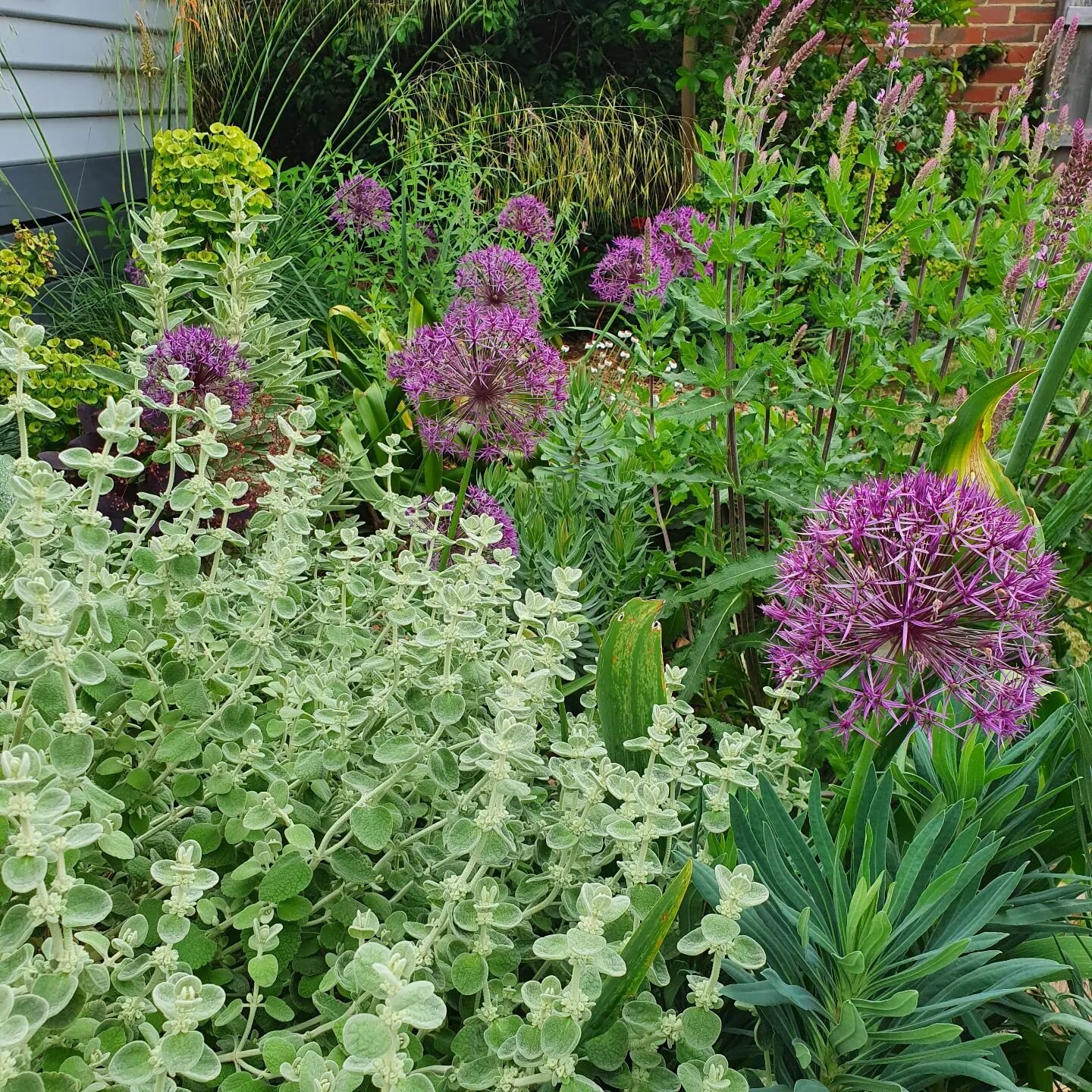 Fireworks in my garden this morning. This is the garden I play in, and get to collect and experiment. First year with the Alliums. I'll be curious to see how they come back next year. This west facing garden in Bayside isn't on irrigation. I'm trying