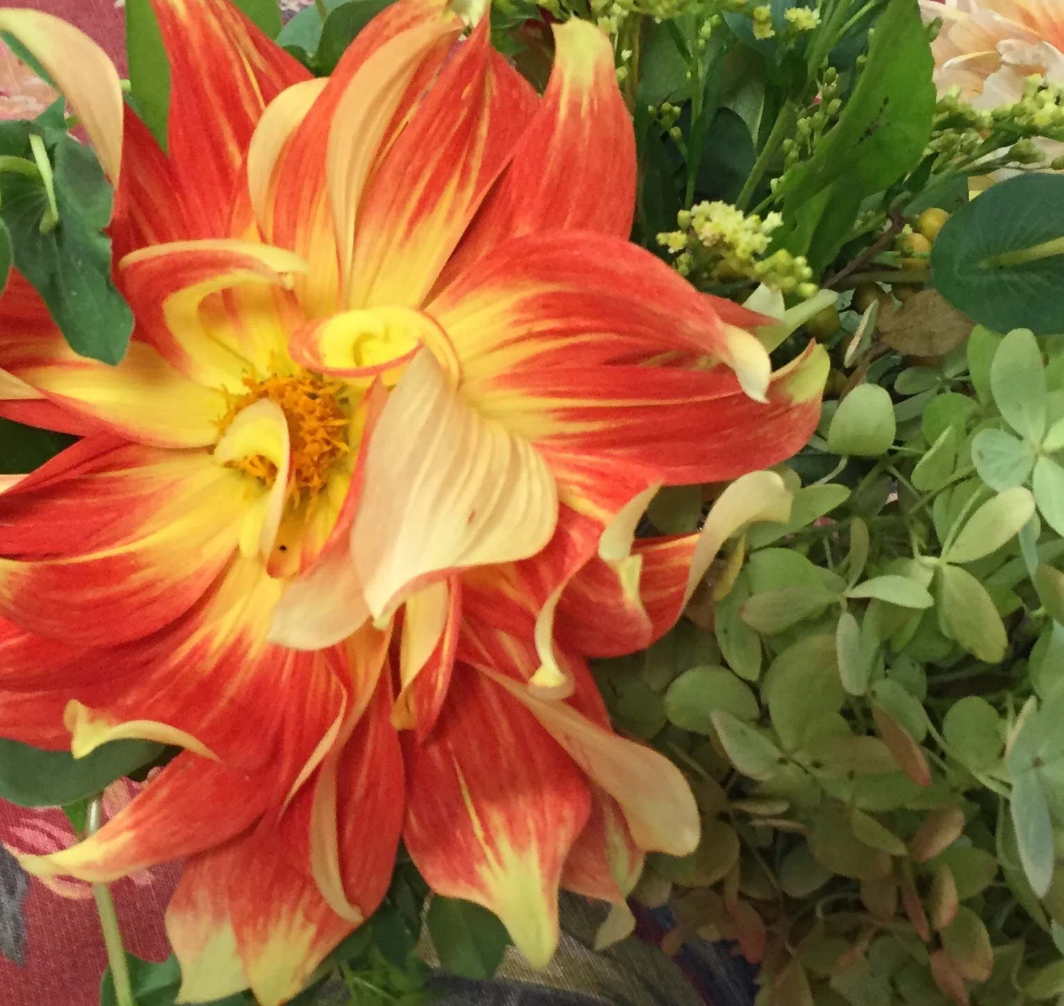 A variegated dahlia grown by my neighbor for his daughter's wedding